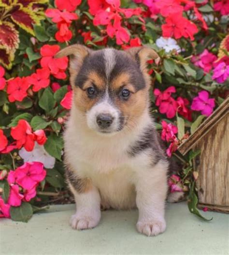 March 2023 Sex Male Female Location Las Vegas, NV, USA Beautiful corgi puppies the perfect gift for any occasion looking for forever homes they are ready next week please text me for more detail 7029853122 Contact splooter2023 Registered 10 mins ago Last active 33 seconds ago. . Corgi puppies for sale nevada